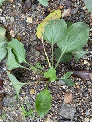 Plantago cordata