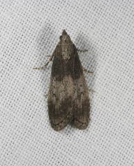 Aphomia baryptera