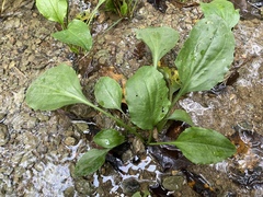 Plantago cordata