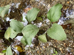 Plantago cordata