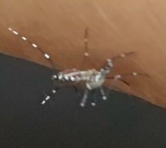 Stegomyia