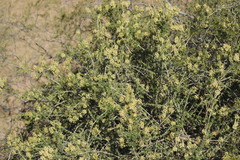 Mulguraea ligustrina