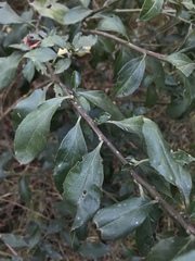 Baccharis prunifolia