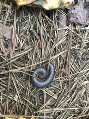 Narceus americanus