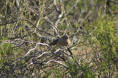 Pseudoseisura gutturalis