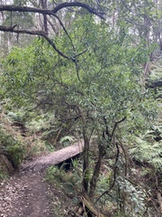 Prostanthera lasianthos