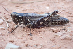 Melanoplus macclungi