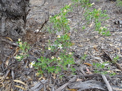 Olearia muelleri