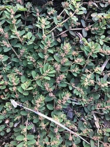 Euphorbia thymifolia observed 2020-10-02
