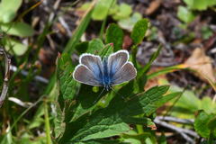 Aricia nicias