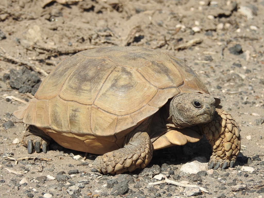 Chaco Tortoise In February 2020 By Andrea Talone Rìo · Inaturalist