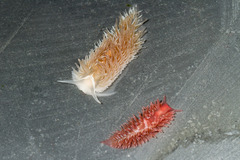 Aeolidia
