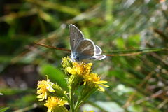 Aricia nicias