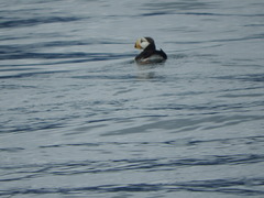 Fratercula corniculata