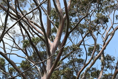 Eucalyptus coccifera
