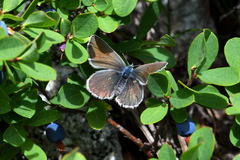 Aricia nicias
