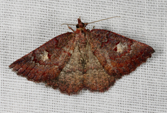 Apodasmia rufonigraria