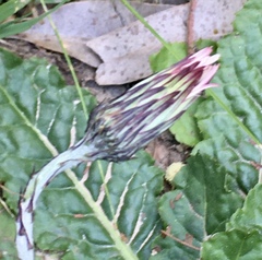 Chaptalia arechavaletae