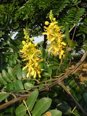 Cassia leiandra