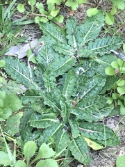 Chaptalia arechavaletae