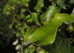 Diaea ambara