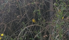 Sicalis flaveola