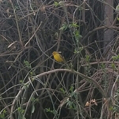 Sicalis flaveola