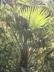 Trachycarpus fortunei