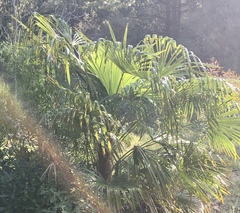 Trachycarpus fortunei