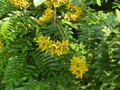 Cassia leiandra