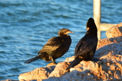 Microcarbo coronatus