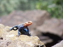 Agama lionotus