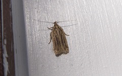 Agonopterix umbellana