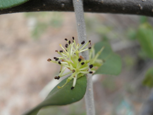 Forestiera macrocarpa (Forestiera macrocarpa)