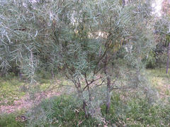 Acacia iteaphylla
