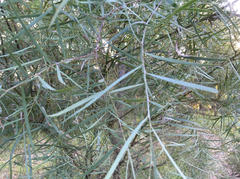 Acacia iteaphylla