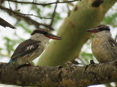 Halcyon chelicuti chelicuti