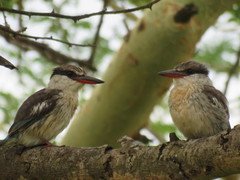 Halcyon chelicuti chelicuti