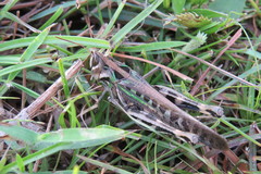 Rhammatocerus pictus