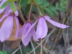 Tetratheca thymifolia