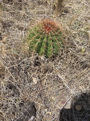 Melocactus intortus
