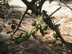 Forestiera macrocarpa