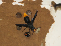 Synagris analis