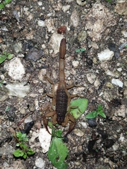 Centruroides ochraceus