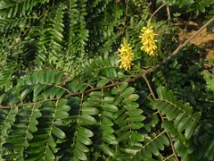 Cassia leiandra