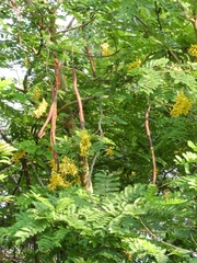 Cassia leiandra