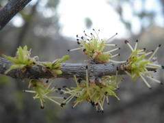 Forestiera macrocarpa