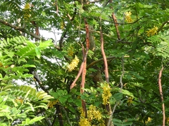 Cassia leiandra