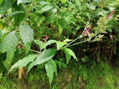 Dianthera secunda