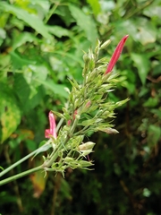 Dianthera secunda